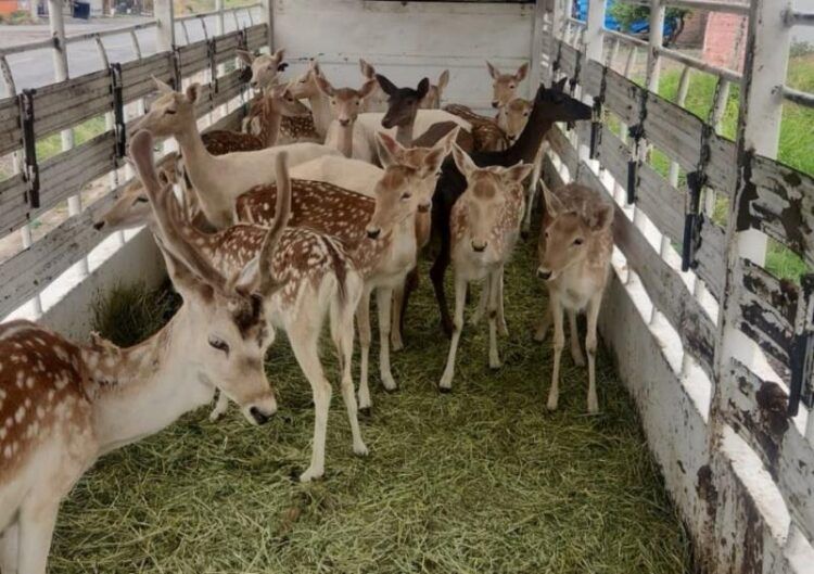 Asegurados 21 Venados De Procedencia Ilícita; Hay 3 Detenidos: Ssp