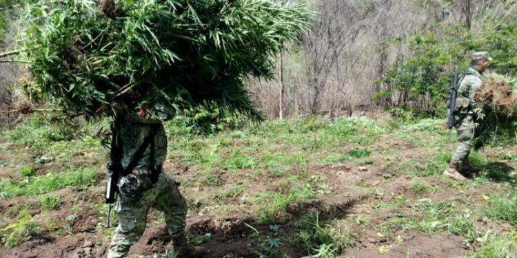 Defensa localizan e incineran 4 plantíos de marihuana en Arteaga 1 Detiene presunto responsable del homicidio de un albañil en Coalcomán