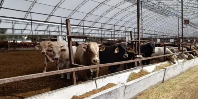 Automóvil Atropellada A Una Pareja De Motociclistas Y Se A La Fuga En Apatzingán