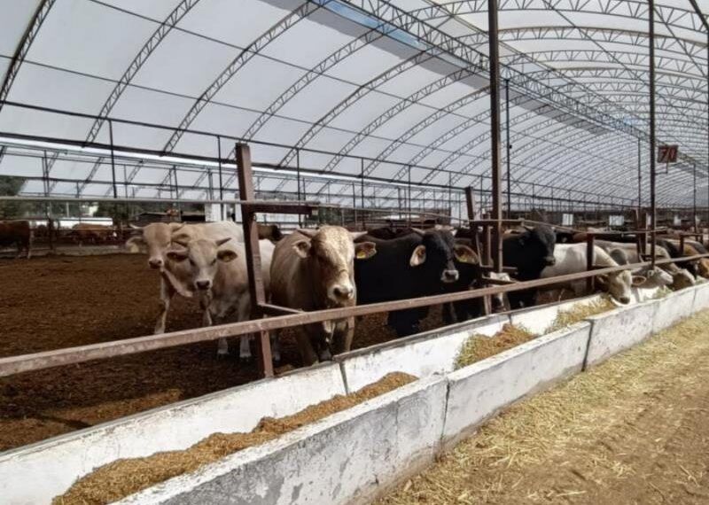 Llega Feria Ganadera 2025, Con Enfoque En Mejoramiento Genético Y Sanidad Animal: Sader