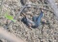 Hallan Cuerpo Sin Vida En Barranco Carretera Vieja A Acahuato De Apatzingán 31 Fiscalía De Michoacán Realiza Actos De Investigación Por El Homicidio Del Presidente Municipal De Tacámbaro Y Su Escolta