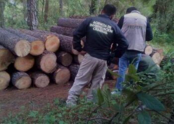 Fgr Investiga Tala Ilegal En Comunidades Indígenas De Michoacán
