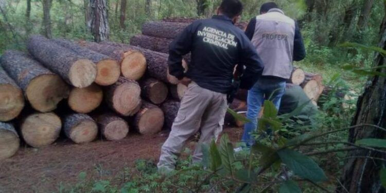 FGR investiga tala ilegal en comunidades indigenas de Michoacan - El día de Michoacán