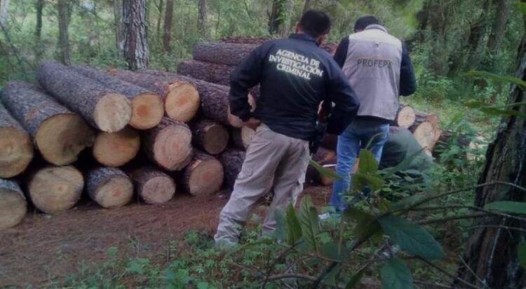 Fgr Investiga Tala Ilegal En Comunidades Indígenas De Michoacán