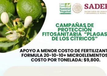 Gobierno De Buenavista Ofrece Fertilizante A Bajo Costo Para Fortalecer La Citricultura