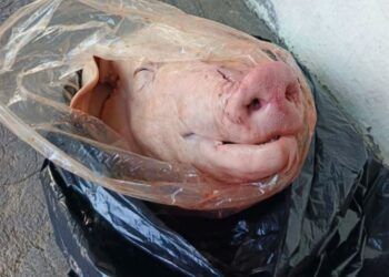 Operativo Nocturno En Uruapan Culmina Con La Detención De Cuatro Presuntos Robacoches