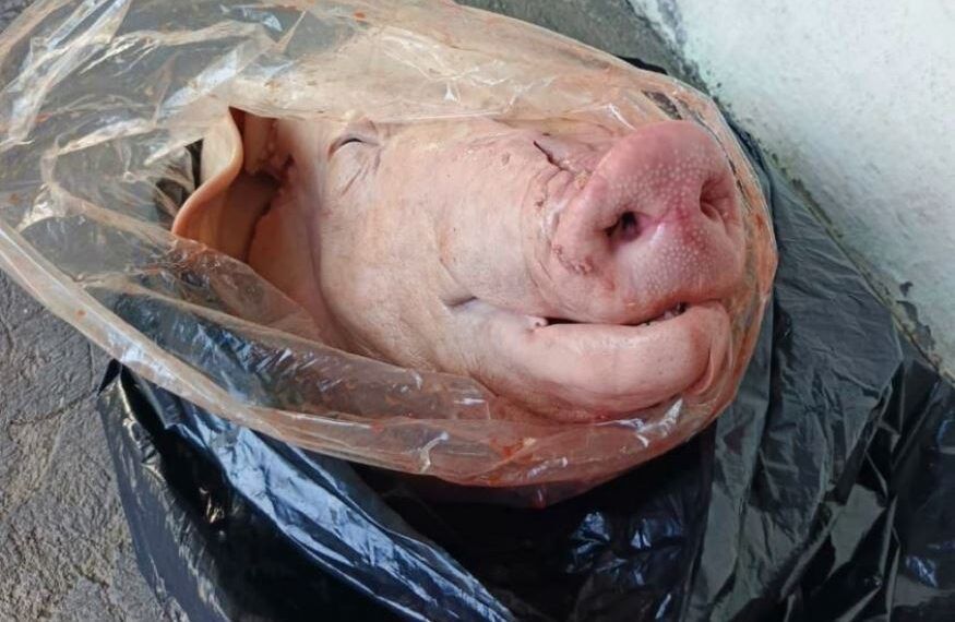 Abandonan Cabeza De Cerdo Con Cartulina, Frente A Escuela De Uruapan