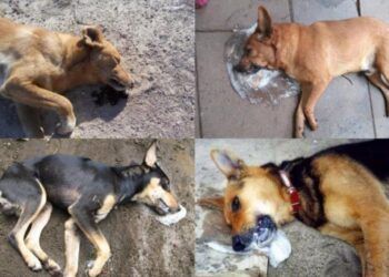 Cherán No Se Rinde: Ronda Comunitaria Enfrenta A Grupo Criminal