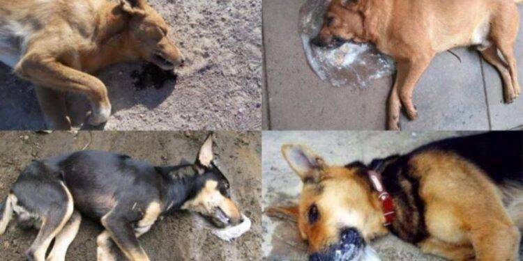 Cherán No Se Rinde: Ronda Comunitaria Enfrenta A Grupo Criminal