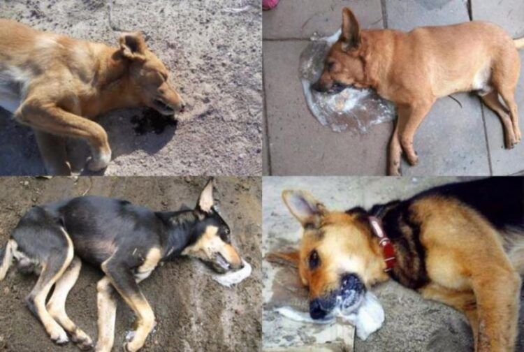 Cherán No Se Rinde: Ronda Comunitaria Enfrenta A Grupo Criminal