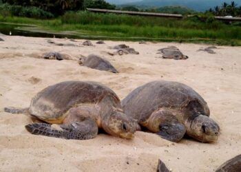 Acuerda Gobierno De Morelia Y Aurora Illinois, Fortalecer Relación En Apoyo A Migrantes