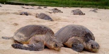 Comienzan Arribazones Masivas De Tortugas Marinas En Michoacán: Compesca 23 Acuerda Gobierno De Morelia Y Aurora Illinois, Fortalecer Relación En Apoyo A Migrantes