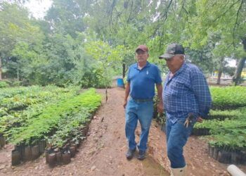 Impulsa Presidenta Municipal De Apatzingán Fanny Arreola Reforestación Masiva Para Combatir Temperatura