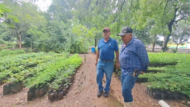 Impulsa Presidenta Municipal De Apatzingán Fanny Arreola Reforestación Masiva Para Combatir Temperatura
