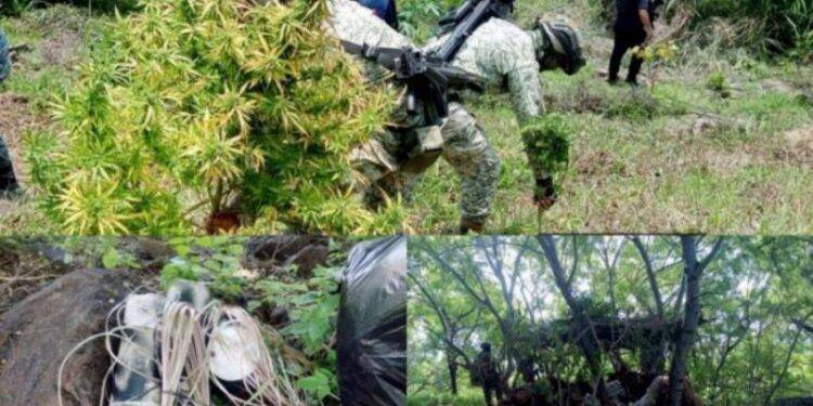 Fuerzas de seguridad destruyen plantío de marihuana, artefactos explosivos y campamento delincuencial en Apatzingán y Parácuaro 1 Expone Alfonso Martínez atractivos turísticos y de inversión a empresarios y legisladores de Chicago