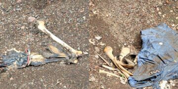 Descubren Osamenta Humana En Barranco De Apatzingán 22 Socavón En La Carretera Apatzingán-Cuatro Caminos: Causa Paro Total