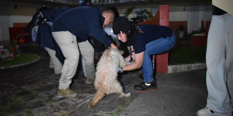 Jóvenes Michoacanos, Protagonistas De La Transformación Política: Ijumich