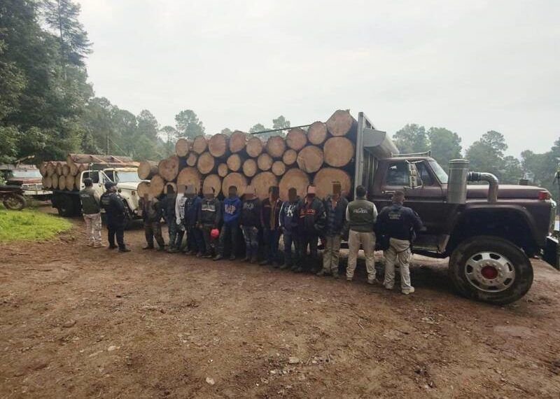 Detenidos En Senguio 10 Hombres Con Rollos De Madera Ilegal: Ssp