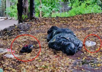 Hallan Un Cadáver Envuelto En Bolsas Negras En La Colonia Chávez Tejeda De Apatzingán