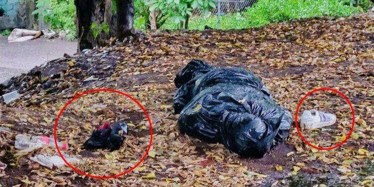 Hallan un cadáver envuelto en bolsas negras en la colonia Chávez Tejeda de Apatzingán 1 Hallan un cadáver envuelto en bolsas negras en la colonia Chávez Tejeda de Apatzingán