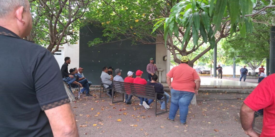 Productores de limón en Apatzingán anuncian paro para este viernes; buscan recuperar precios