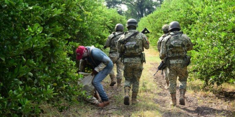 Habrá Descuento Del 50% En Licencias De Conducir Del Servicio Público: Itransporte