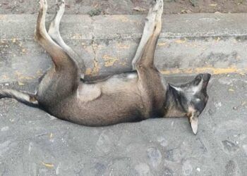 Asesinan A Tres Mujeres En Ataque Armado Dentro De Una Vivienda En Zamora