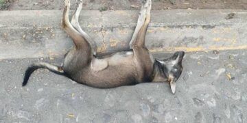 Asesinan A Tres Mujeres En Ataque Armado Dentro De Una Vivienda En Zamora