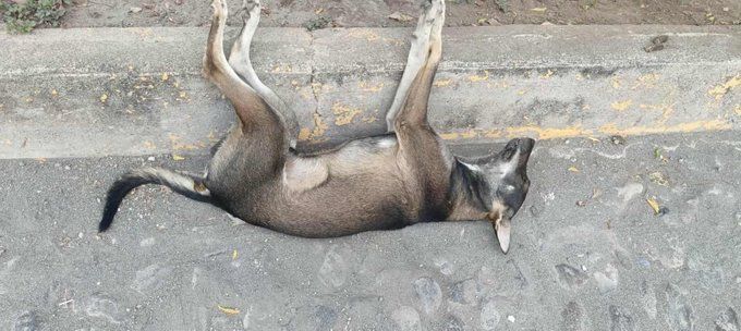 Más De Una Decena De Perros Son Envenenados En La Colonia Zapata De Apatzingán; Vecinos Alertan Del Riesgo Para Niños 19 Perros Envenenados Apatzingan