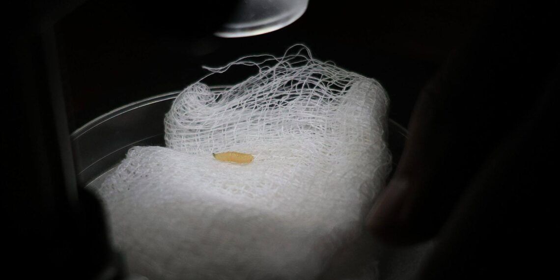 Detectan Primer Caso De Gusano Barrenador En Michoacan - El Día De Michoacán