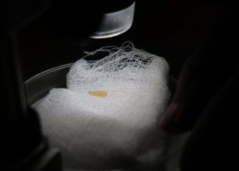 Detectan Primer Caso De Gusano Barrenador En Michoacán