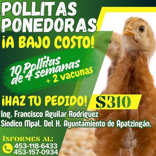 Pollitas Ponedoras Sindico - El Día De Michoacán