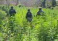 Defensa Incinera 6000 Plantas De Marihuana - El Día De Michoacán