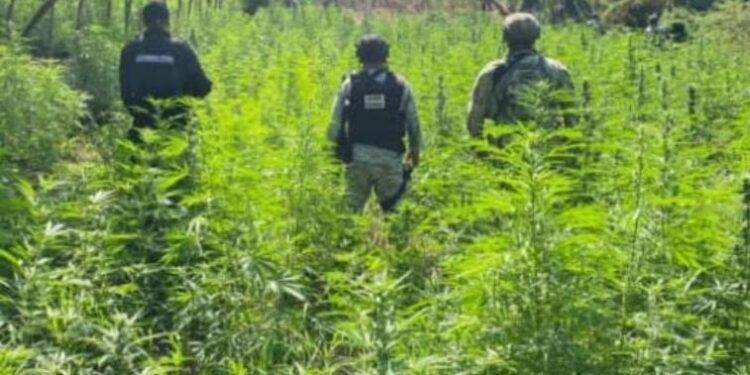 Defensa Incinera 6000 Plantas De Marihuana - El Día De Michoacán