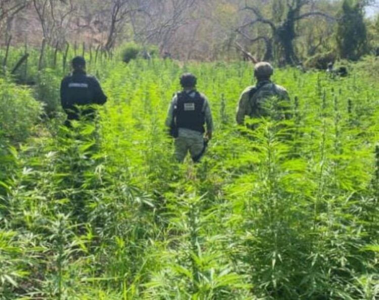 Defensa Incinera 6000 Plantas De Marihuana - El Día De Michoacán