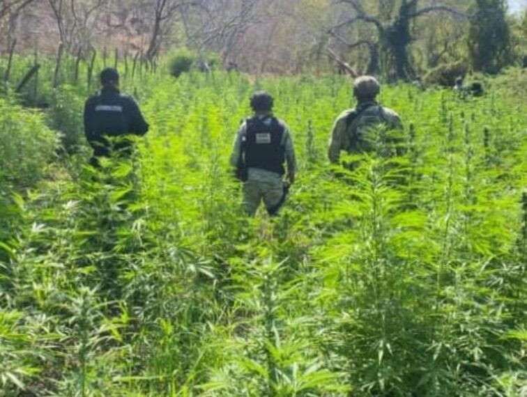 Golpe Al Narco En Tierra Caliente: Defensa Incinera Un Megacampamento Y 6 Mil Plantas De Marihuana 19 Defensa Incinera 6000 Plantas De Marihuana - El Día De Michoacán