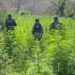 Defensa Incinera 6000 Plantas De Marihuana - El Día De Michoacán
