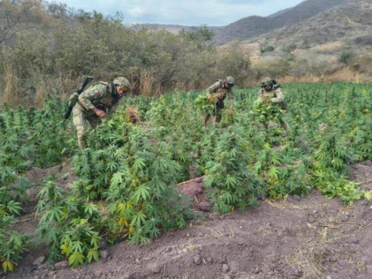 Destruyen Sembradio De Marihuana En Arteaga - El Día De Michoacán