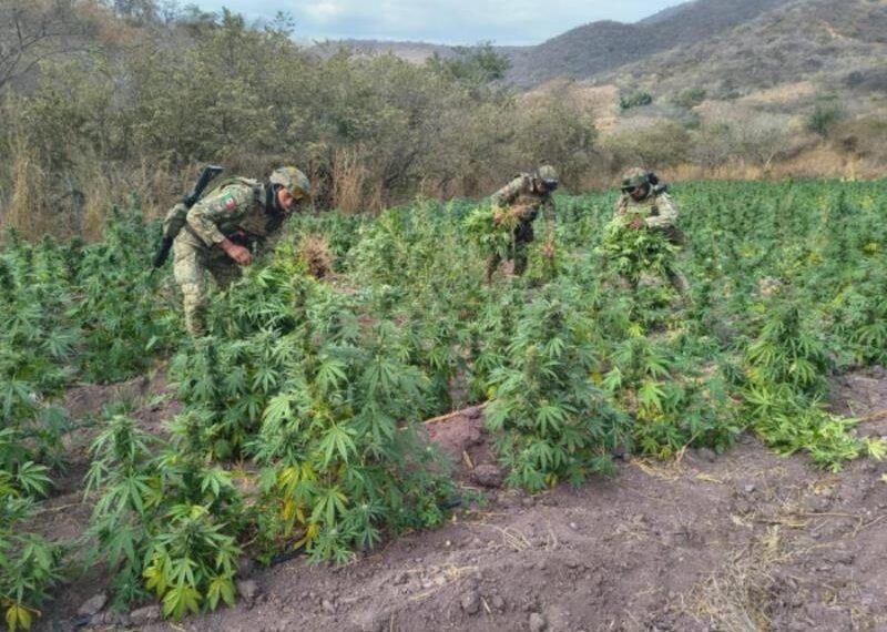 Destruyen Sembradio De Marihuana En Arteaga - El Día De Michoacán
