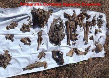 ¡Macabro Hallazgo En Jacona! Localizan Narco-Fosas Con Restos Humanos; Resalta Un Cráneo Humano 25 ¡Macabro Hallazgo En Jacona! Localizan Narco-Fosas Con Restos Humanos; Resalta Un Cráneo Humano