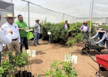 Jonathan Alberto “N”  Declarado Culpable Por Robar Una Moto Con Un Cuchillo En Apatzingán