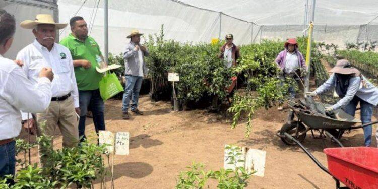 Jonathan Alberto “N”  Declarado Culpable Por Robar Una Moto Con Un Cuchillo En Apatzingán