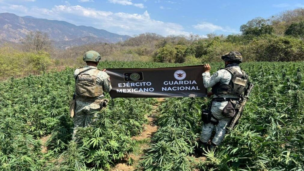 Ejercito Elimina Plantio De Mariguana - El Día De Michoacán