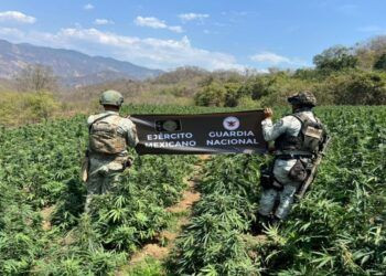 El Ejército Elimina Plantio Ilegal De Mariguana Tan Grande Como 50 Estadios De Futbol Rápido