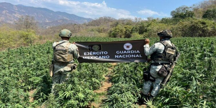 El Ejército Elimina Plantio Ilegal De Mariguana Tan Grande Como 50 Estadios De Futbol Rápido