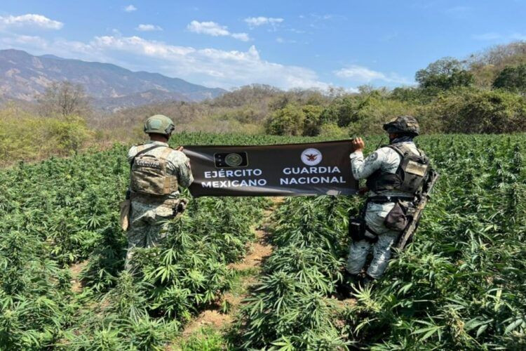 Ejercito Elimina Plantio De Mariguana - El Día De Michoacán