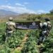 El Ejército Elimina Plantio Ilegal De Mariguana Tan Grande Como 50 Estadios De Futbol Rápido 24 El Ejército Elimina Plantio Ilegal De Mariguana Tan Grande Como 50 Estadios De Futbol Rápido