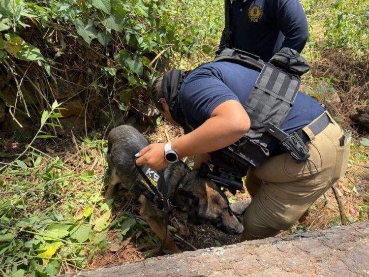 Fiscalia Localiza Restos Humanos En Una Huerta De Ziracuaretiro - El Día De Michoacán