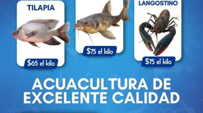 5 CATEOS en Mega Operativo deja 3 detenidos; Aseguran ARMAS DE ALTO PODER y una EXTORSIÓN MILLONARIA en la zona