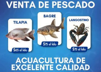 5 Cateos En Mega Operativo Deja 3 Detenidos; Aseguran Armas De Alto Poder Y Una Extorsión Millonaria En La Zona